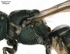   Ceratina tanganyicensis , female propodeum. photo: Chelsey Ritner 
